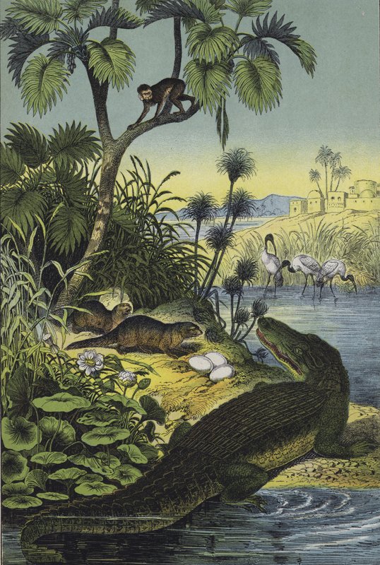 Animals and Plants of the Valley of the Nile by European School