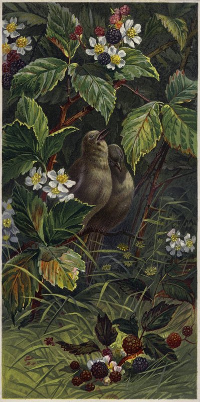 Birds in a Blackberry Bush by European School