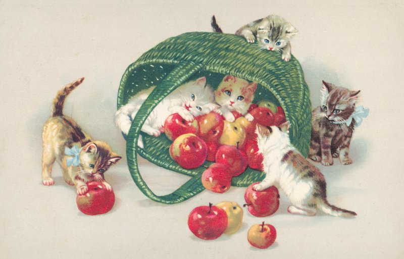 Cat Postcard by European School