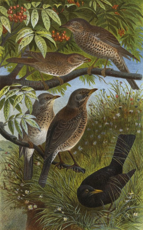 German Thrushes, Song, Mistle, Juniper, and Blackbird or Amsel by European School
