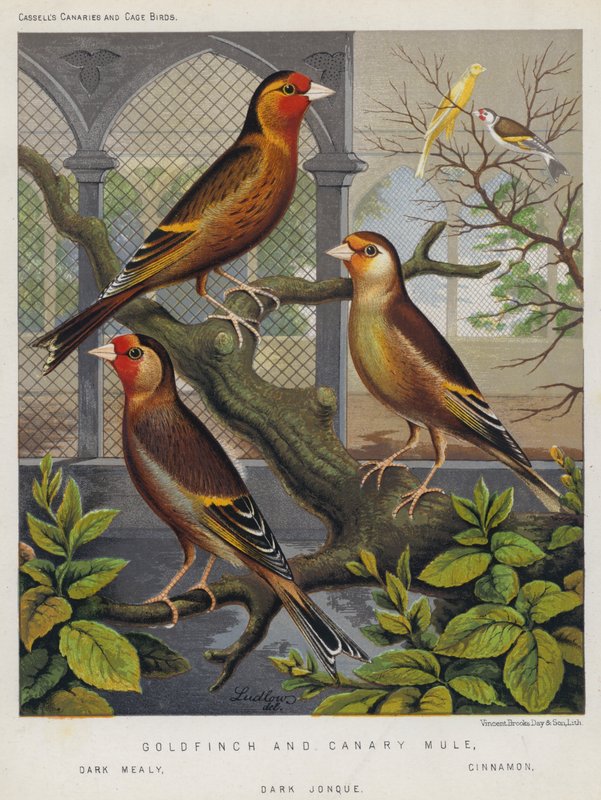 Goldfinch and Canary Mule, Dark Mealy, Cinnamon, Dark Jonque by European School