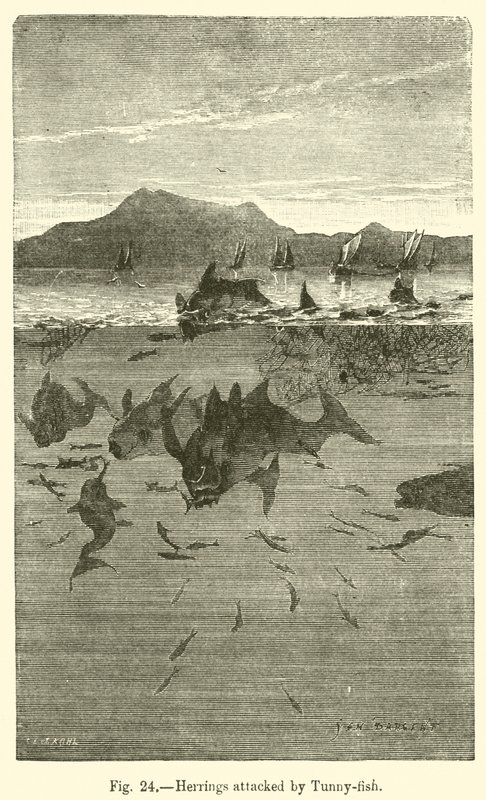 Herrings attacked by Tunny-fish by European School