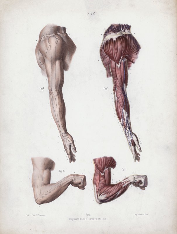 Illustration for The Anatomy of the External Forms of Man: Male arm and hands by European School