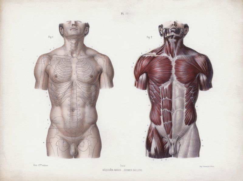 Illustration for The Anatomy of the External Forms of Man: Male torso, front view by European School