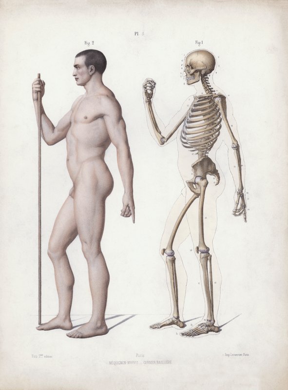 Illustration for The Anatomy of the External Forms of Man: Man standing, side view by European School