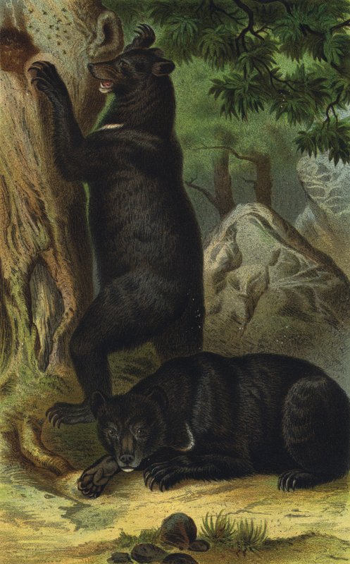 Collared Bear by European School