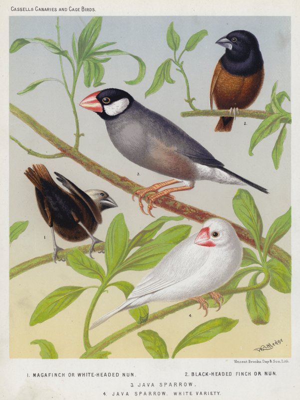 Magafinch or White-Headed Nun, Black-Headed Finch or Nun, Java Sparrow, White Variety by European School