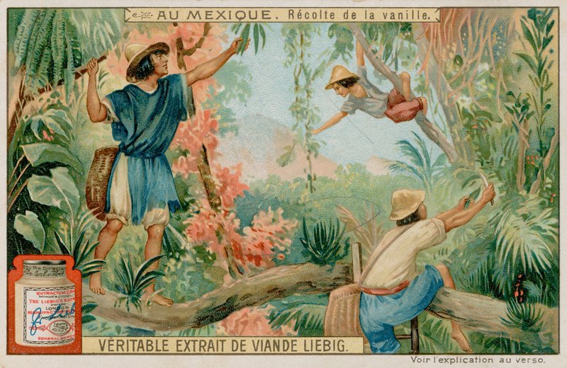 Mexicans Harvesting Vanilla Pods by European School