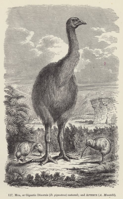 Moa, or Gigantic Dinornis (D giganteus) restored; and Apteryx, A Mantelli by European School