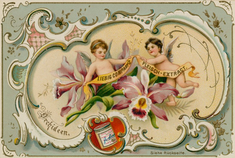 Orchid by European School