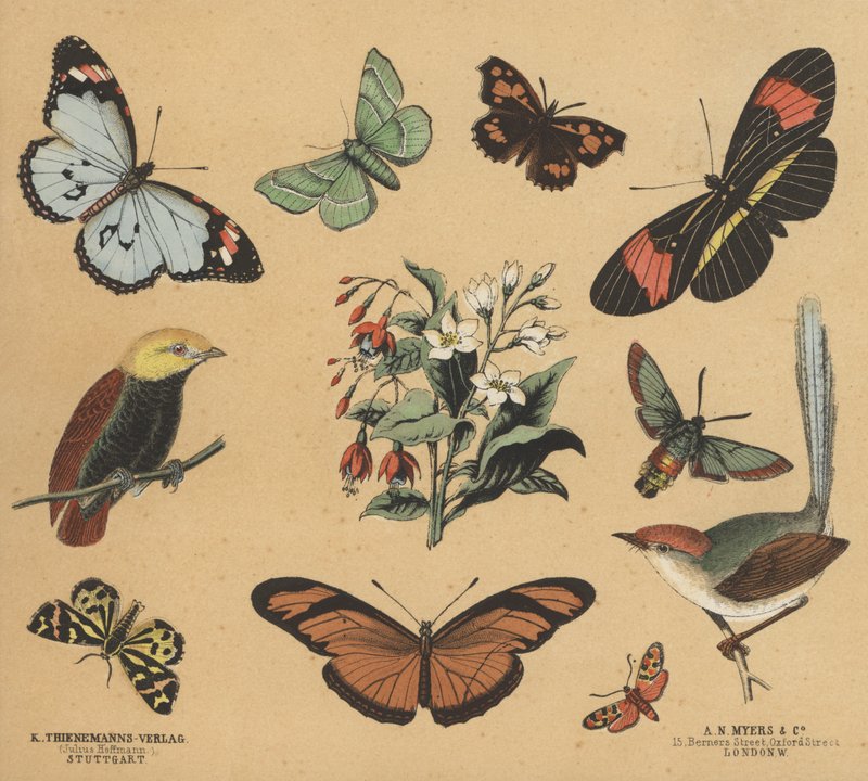 Scraps for Juveniles by European School