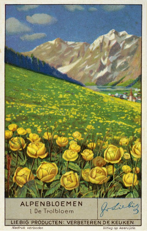 Trollius (Globeflower) by European School