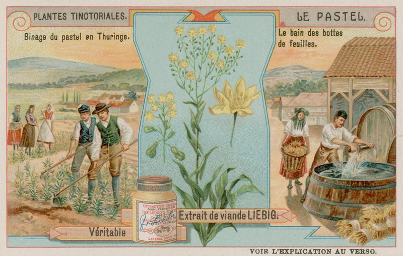 Woad and a Harvest in Thuringia in Germany by European School