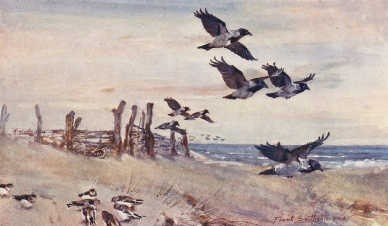 Wild Life in East Anglia: Autumn Immigrants, Hooded Crows and Snow Buntings by Frank Southgate