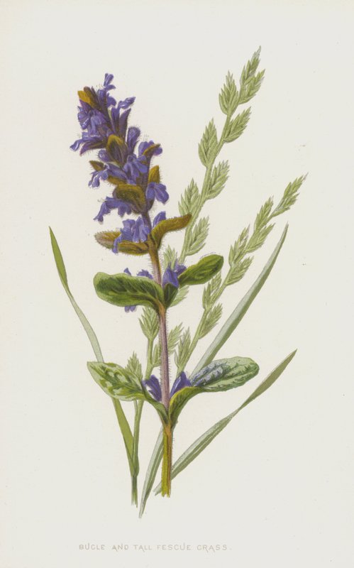 Bugle and Tall Fescue Grass by Frederick Edward Hulme