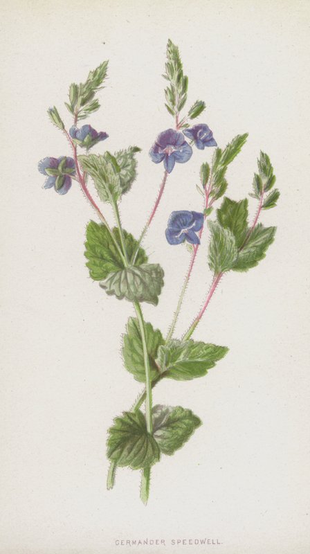 Germander Speedwell by Frederick Edward Hulme
