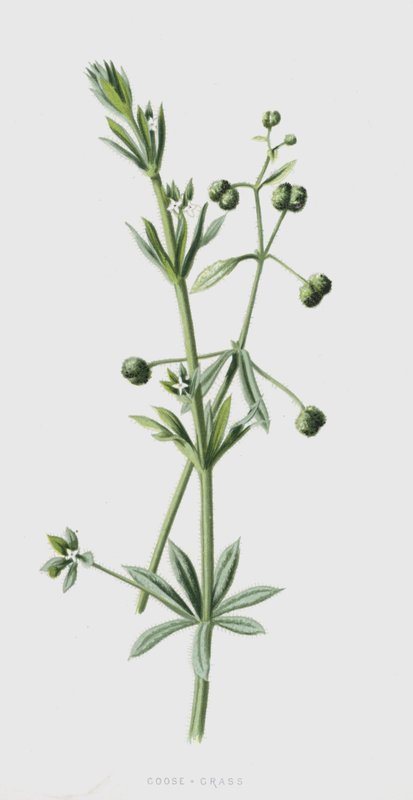 Goose-Grass by Frederick Edward Hulme