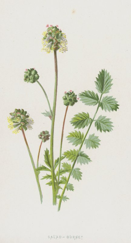 Salad-Burnet by Frederick Edward Hulme
