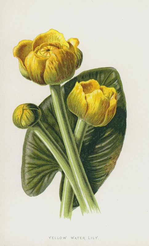 Yellow Water Lily by Frederick Edward Hulme