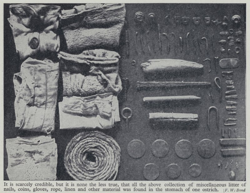 Items found in the stomach of an ostrich by Frederick William Bond
