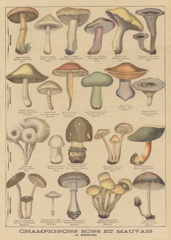 Edible and poisonous mushrooms by French School
