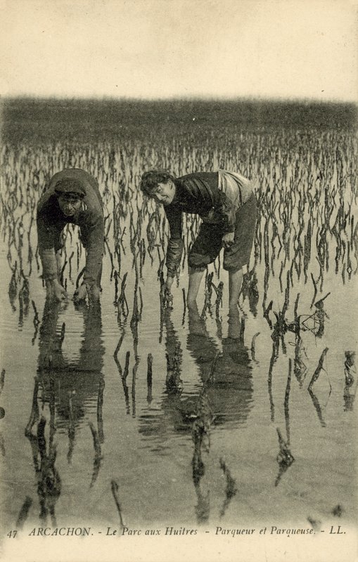 Arcachon, The Oyster Park by French Photographer