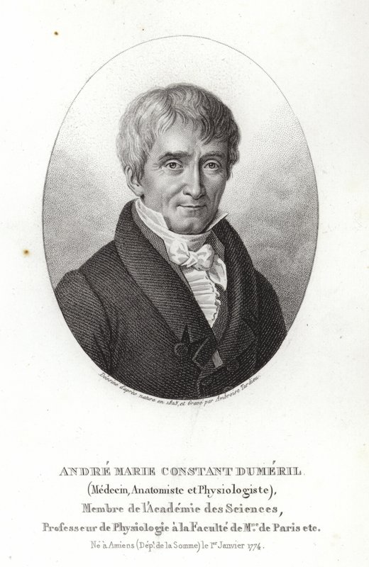 André Marie Constant Duméril by French School