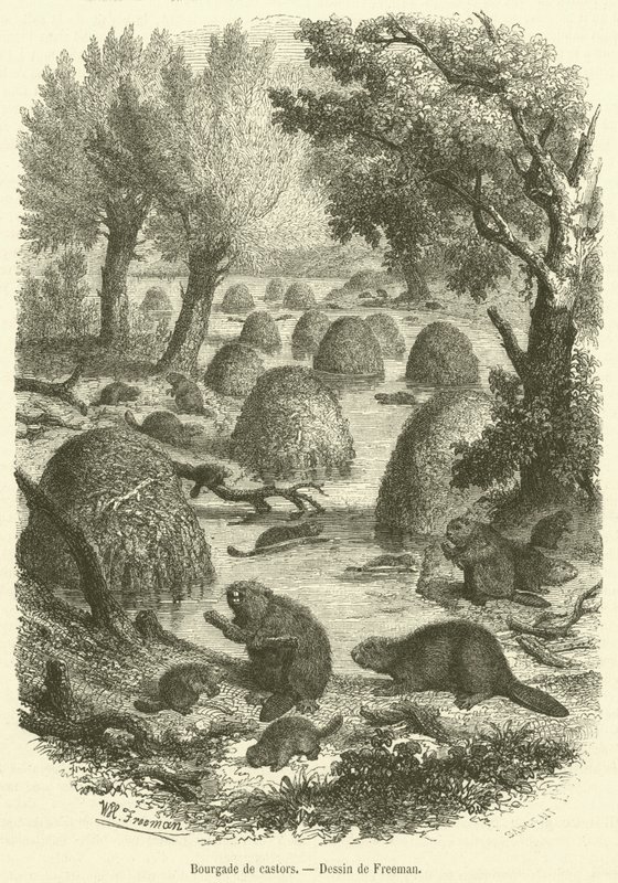 Beaver village by French School