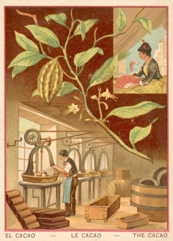 Cocoa by French School