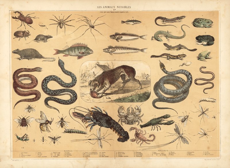 Dangerous animals by French School