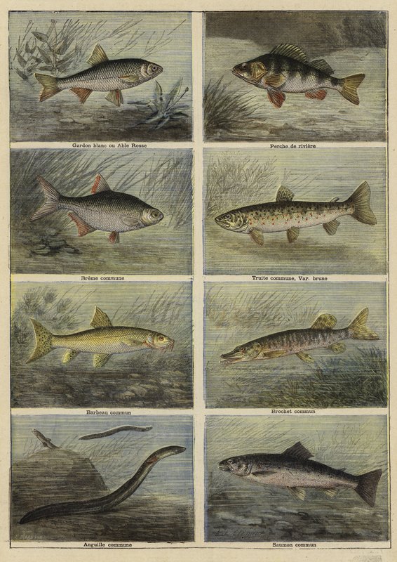 French freshwater fish by French School: Fine art print