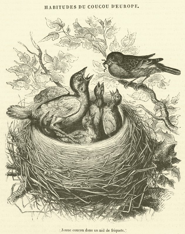 Young cuckoo in a sparrow