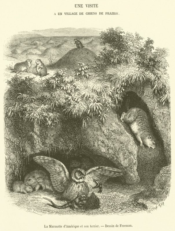American Marmot and its Burrow (engraving) by French School