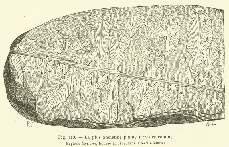 The Oldest Known Land Plant by French School