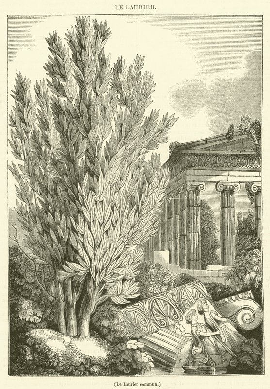 The Common Laurel by French School
