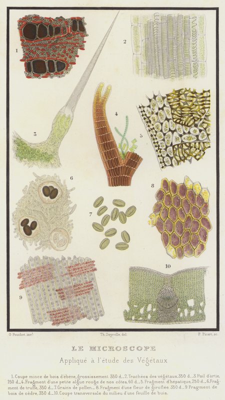The Microscope, Applied to the Study of Plants by French School