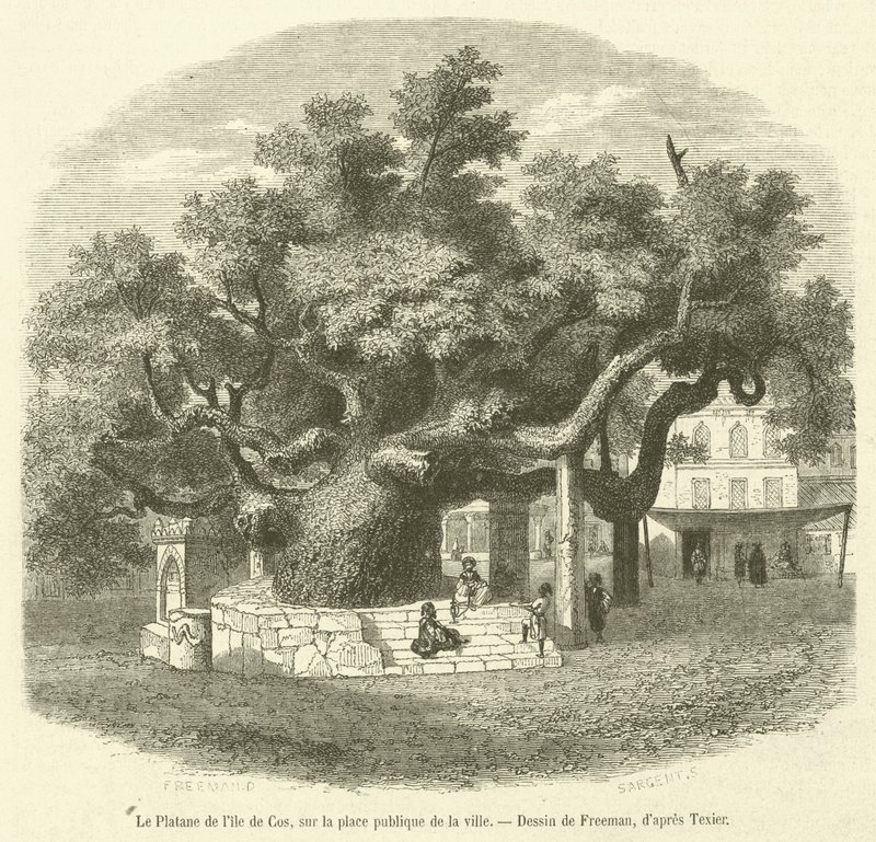 The Plane Tree of the Island of Cos in the Public Square of the City by French School