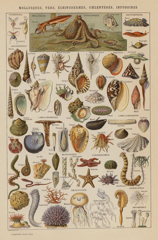 Mollusks, Worms, Echinoderms, Coelenterates, Infusoria by French School