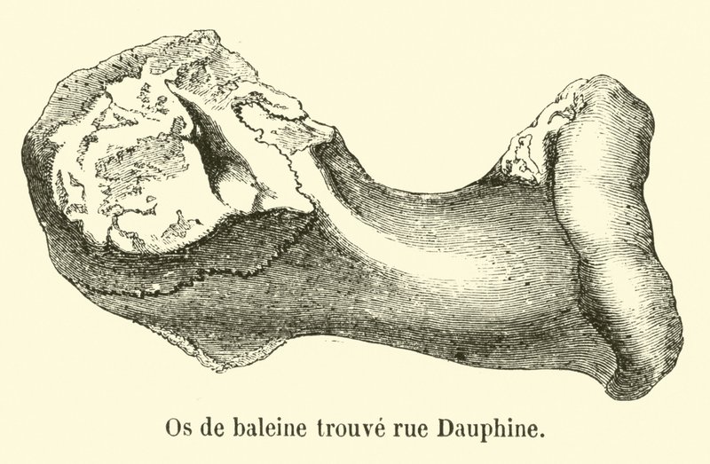 Whale Bones Found on Rue Dauphine by French School