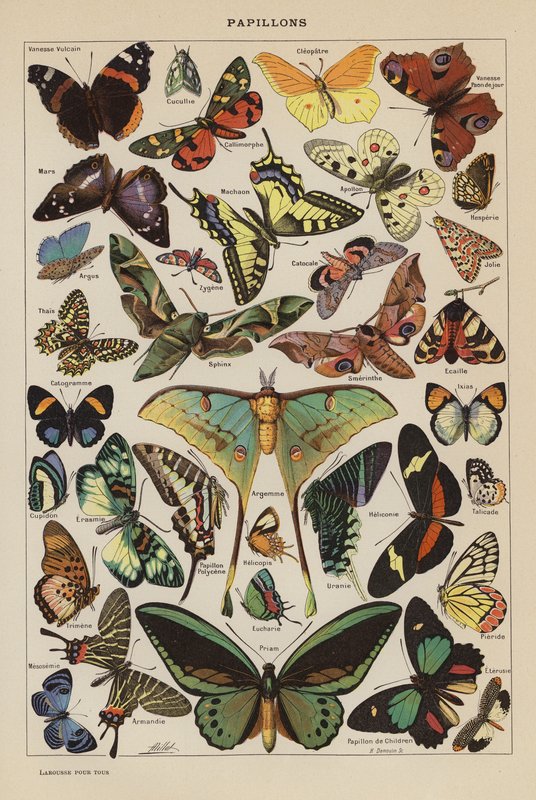 Butterflies by French School