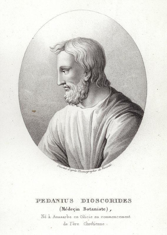 Pedanius Dioscorides by French School