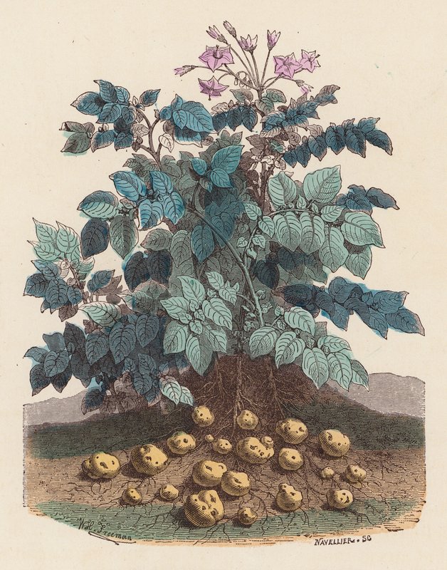 Potato plant by French School