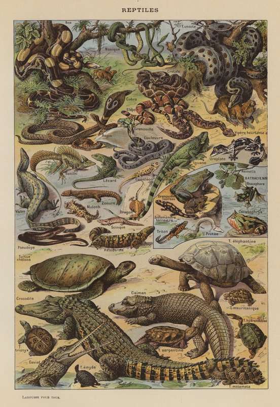 Reptiles by French School