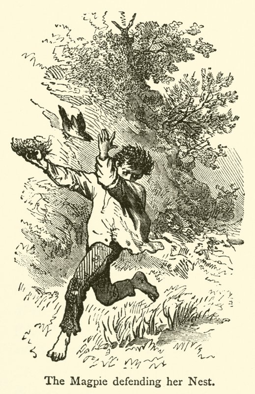 The Magpie Defending Her Nest by French School