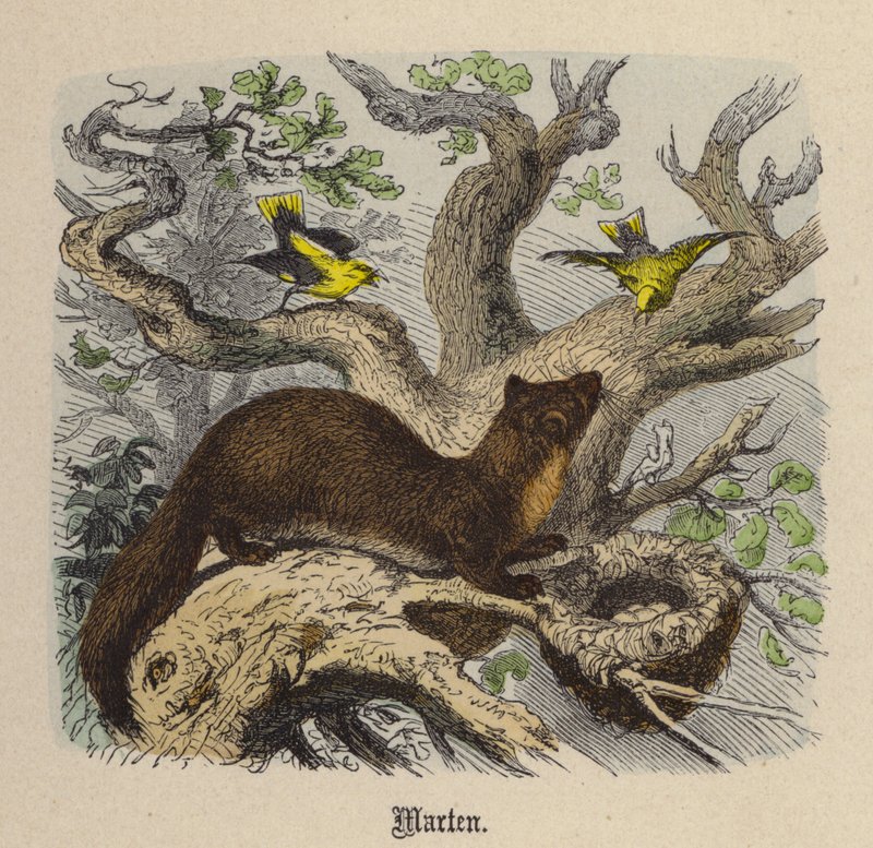 Marten by Friedrich Specht