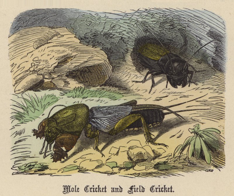 Mole Cricket and Field Cricket by Friedrich Specht