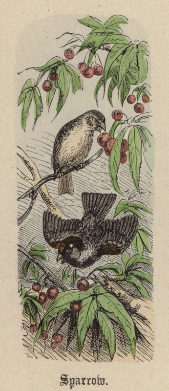 Sparrow by Friedrich Specht