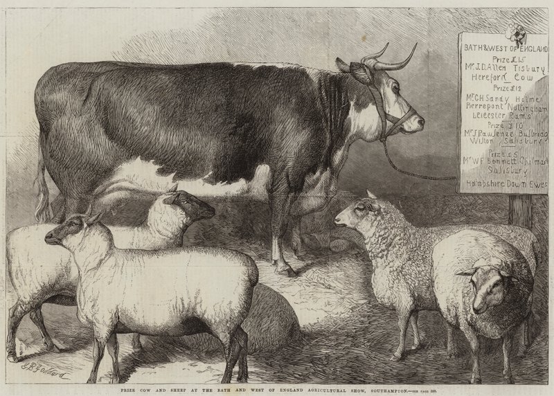 Prize Cow and Sheep at the Bath and West of England Agricultural Show, Southampton by George Bouverie Goddard