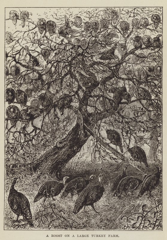 A Roost on a Large Turkey Farm by George Augustus Sala