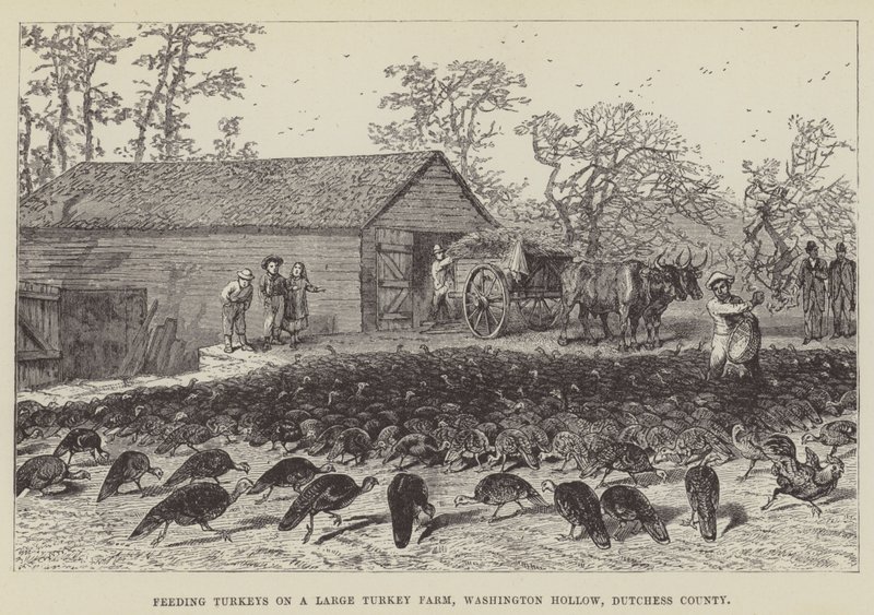 Feeding Turkeys on a Large Turkey Farm, Washington Hollow, Dutchess County by George Augustus Sala